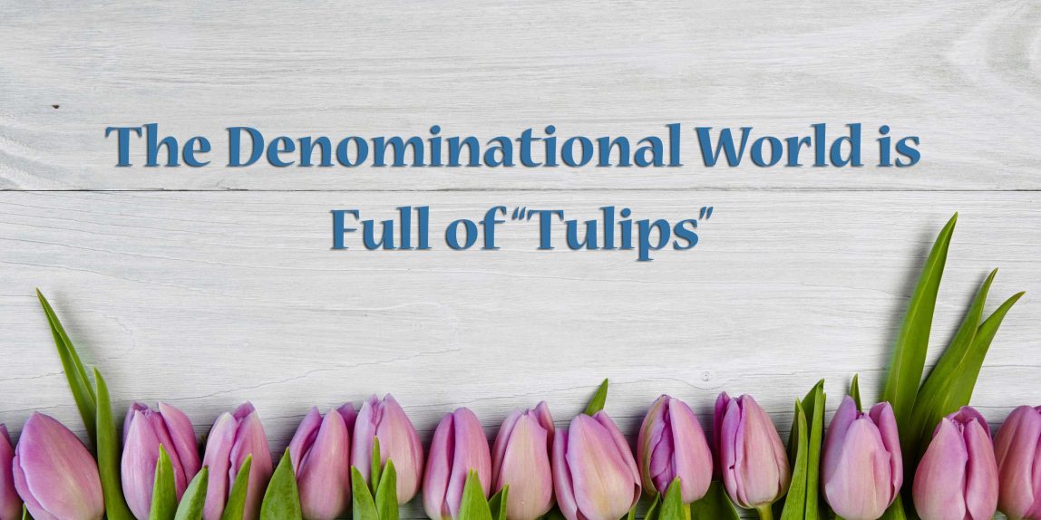 image - the denominational world is full of tulips - calvinism